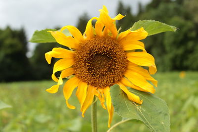 Close-up of sunflower