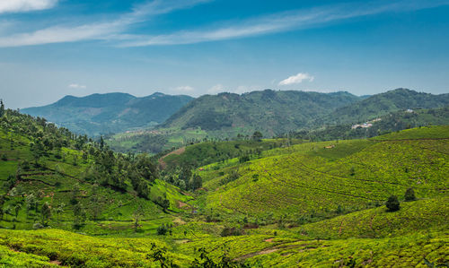 Tea gardens in the foothills of western ghat