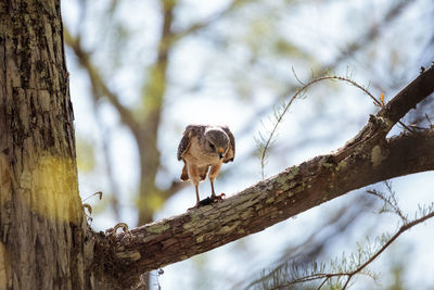 Red shouldered hawk buteo lineatus hunts for prey and eats in the corkscrew swamp sanctuary 