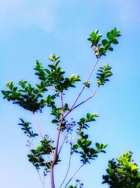 Low angle view of trees against clear sky