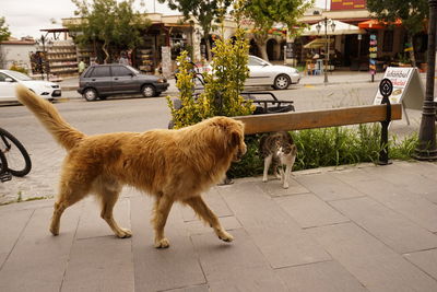 Cat walking on street in city