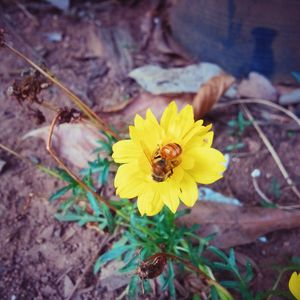 Close-up of yellow flower