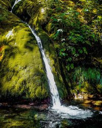 Scenic view of waterfall in forest