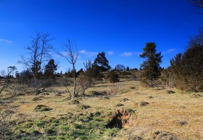 Trees on field against blue sky