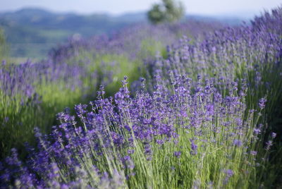 Purple flowers growing in field