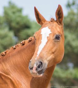 Close-up of a horse