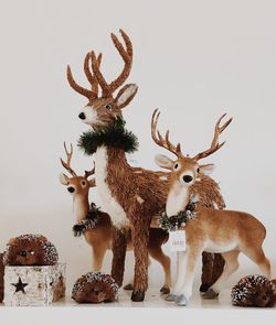 Close-up of deer against white background