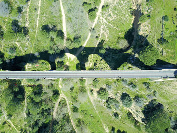 Full frame shot of trees