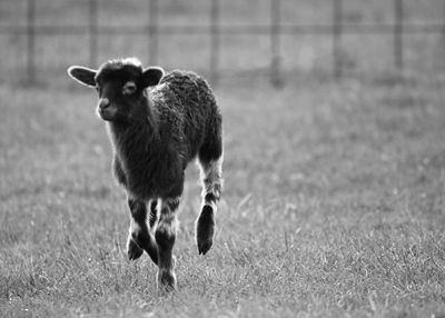 Black lamb running on field towards camera