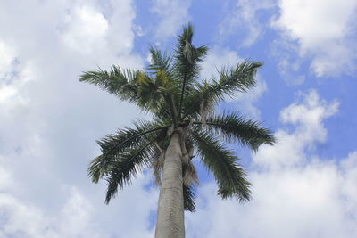 Low angle view of palm tree against sky