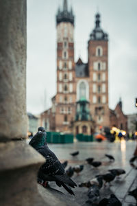 View of birds on building