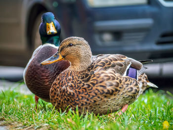 Close-up of mallard duck