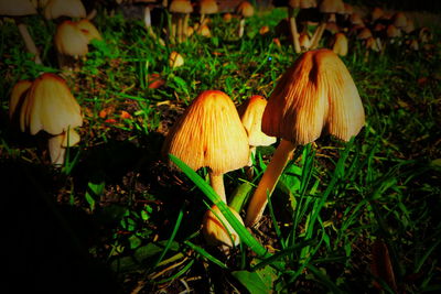 Close-up of mushrooms growing on field