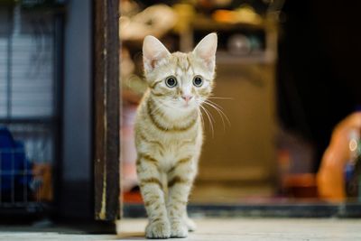 Portrait of cat by window