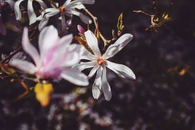 Close-up of fresh flowers blooming on tree