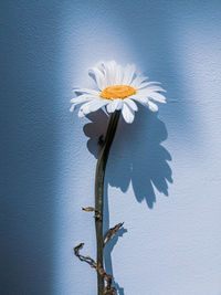 Close-up of white daisy flower against wall