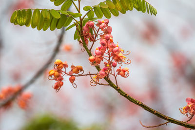 Close-up of red berries growing on tree