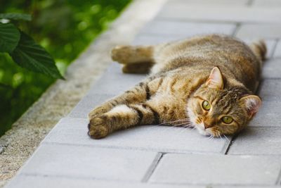 Close-up of a cat resting on footpath