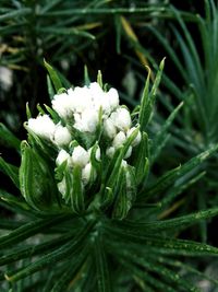 Close-up of white flowering plant