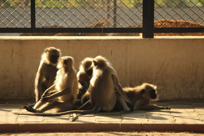 Monkeys sitting in a zoo