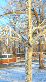 Bare trees against sky