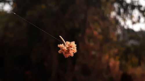 Close-up of autumn leaves on tree