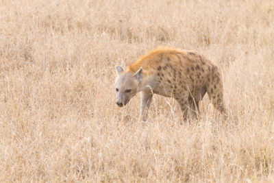 Side view of lion walking