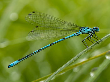 Close-up of damselfly on plant