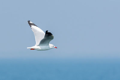 Seagull flying in the sky