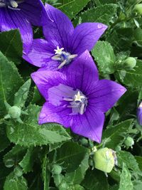 Close-up of purple flowers