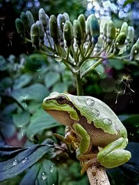 Close-up of frog on plant