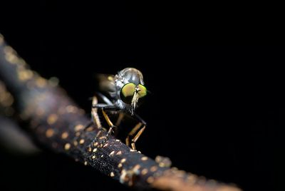 Close-up of insect