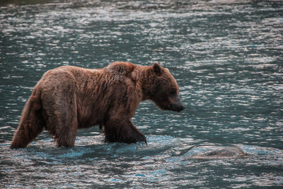 Bear wading in lake