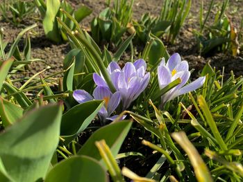 Close-up of purple crocus flowers on field