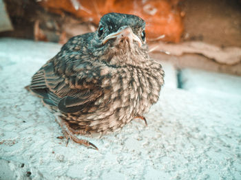 Close-up of bird perching on wall