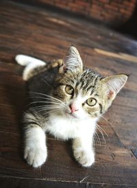 High angle portrait of a cat