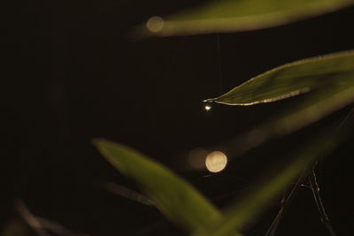 Close-up of raindrops on plant against black background