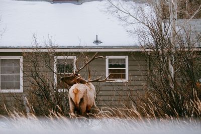 View of a horse in snow