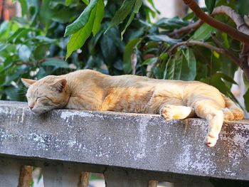 Cat sleeping