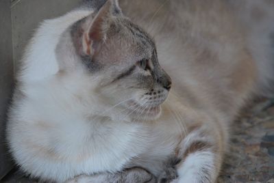 Close-up of cat sleeping