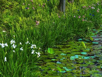 Plants growing on grassy field