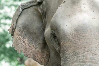 Close-up of elephant