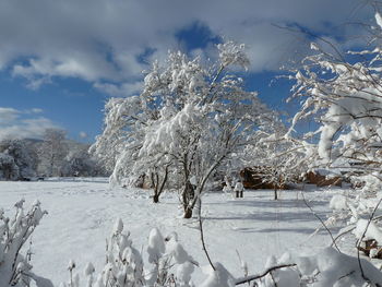 Trees on snow covered landscape against sky