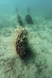 View of coral swimming in sea