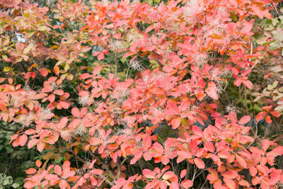 Full frame shot of orange maple leaves