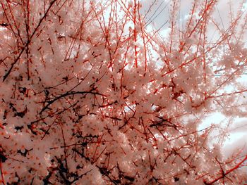 Pink flowers on tree