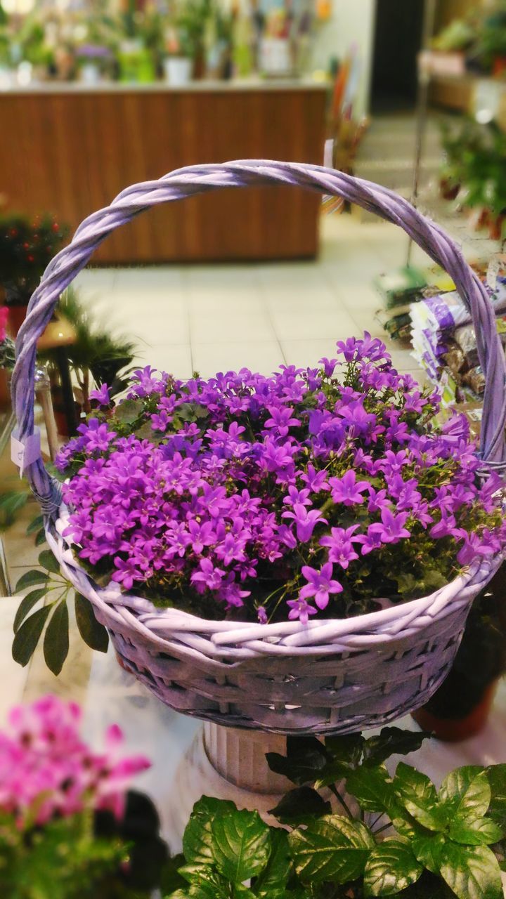 flower, freshness, fragility, purple, pink color, focus on foreground, petal, growth, close-up, beauty in nature, plant, flower head, nature, potted plant, blooming, in bloom, blossom, bunch of flowers, selective focus, day