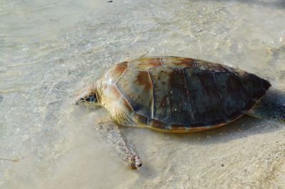 High angle view of shell on beach