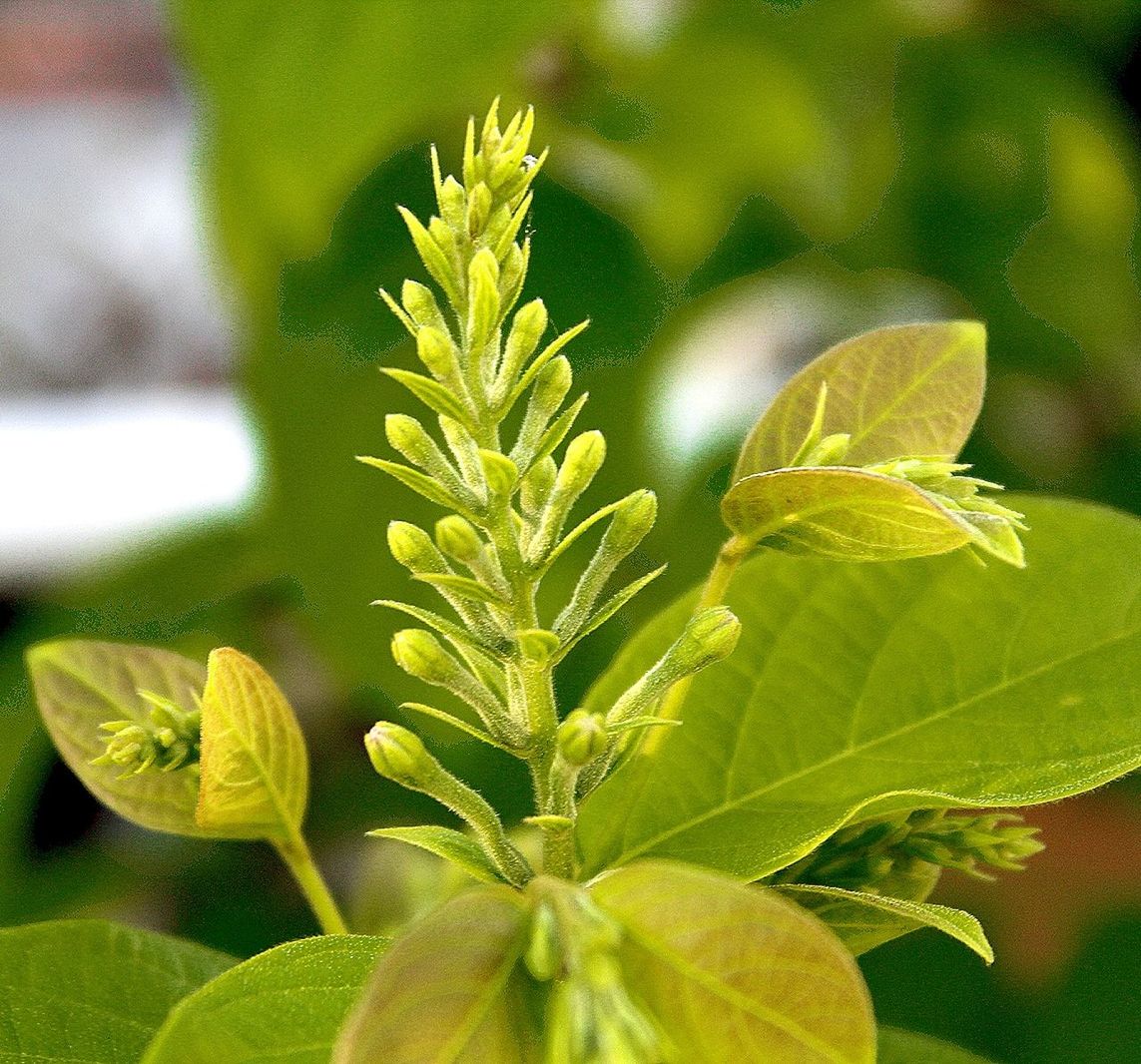 leaf, plant part, growth, green color, plant, close-up, beauty in nature, focus on foreground, nature, no people, day, herb, food and drink, freshness, outdoors, food, selective focus, sunlight, botany, tranquility