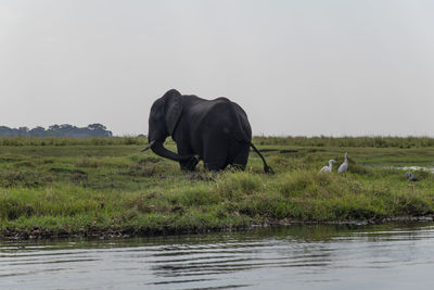 Elephant in a lake